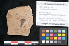 Foto (Objekt + Etikett) von Araucaria sternbergii Goeppert (NHMW-GEO-2024-0188-8294)